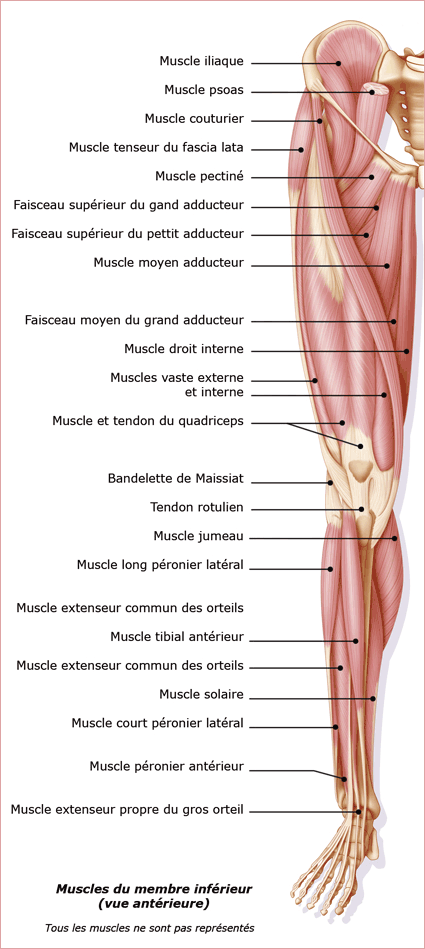 Planche Anatomique Membre Inferieur